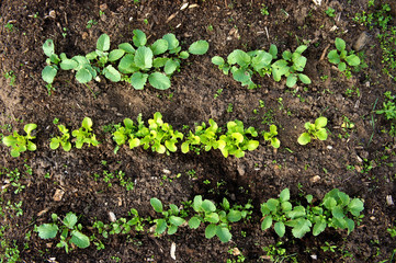 Green sprouts in the ground. Young lettuce and radish in the ground. Top view.