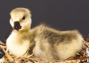 Cute little gosling