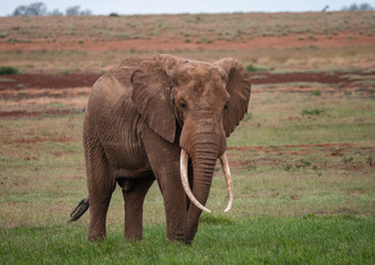 Elephants in Tsavo West National Park, Kenya
