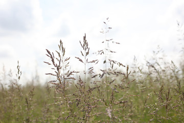 close up on grass stems on cloudy sky  background with copy space for your text