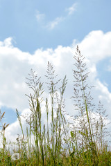 close up on grass stems on cloudy sky with copy space for your text