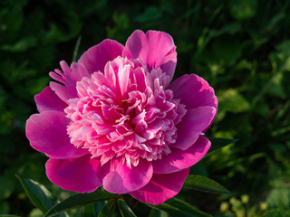 Fototapeta premium Beautiful big pink peony Bud on green background on Sunny summer day.