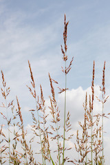 close up on grass stems on cloudy sky with copy space for your text