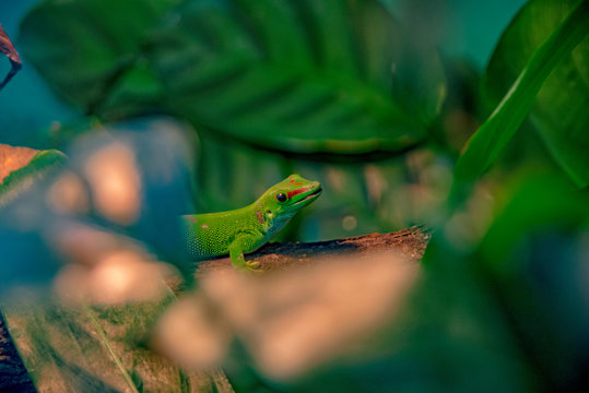 green gecko sits in the jungle on a tree trunk