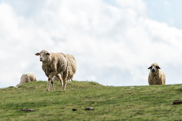 Fototapeta premium Lambs and sheeps on a green field