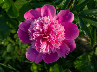 Beautiful big pink peony Bud on green background on Sunny summer day.