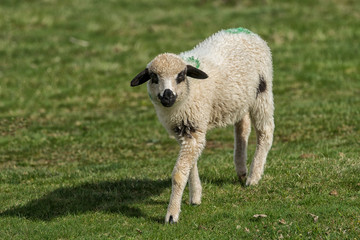Obraz premium Lambs and sheeps on a green field
