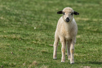 Obraz premium Lambs and sheeps on a green field