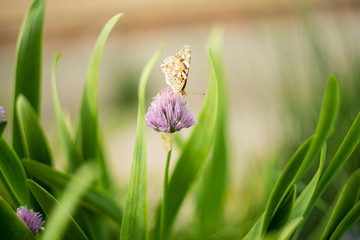orange butterfly on a lilac flower, macro shot, summer sunny day. Pink background with green leaves. Selective focus. soft focus, bokeh, space for text