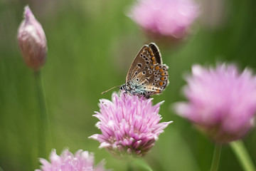 orange butterfly on a lilac flower, macro shot, summer sunny day. Pink background with green leaves. Selective focus. soft focus, bokeh, space for text