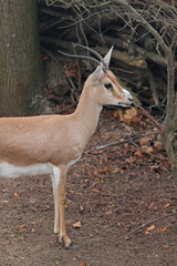 Gazelle