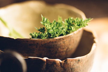 mortar and pestle with fresh herbs