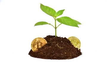 The tree in the pile with bitcoin coins on the white background.