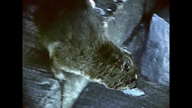 rock hyrax close up in the Table Mountain Aerial nature reserve. Historical ARCHIVAL FOOTAGE in Cape Town city of South Africa in 1980s.