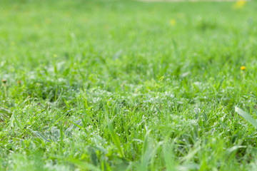 Flowers and dew on the grass. Spring in the garden. Selection focus. Shallow depth of field