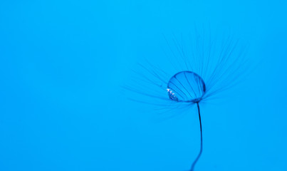 A drop of water on dandelion with a nice background and space for words. Abstract postcard and nature postcard. 