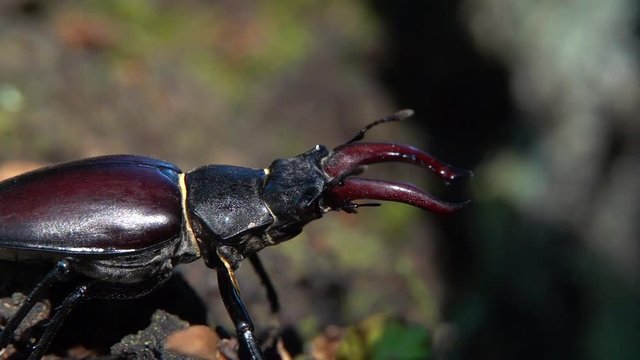 Hirschk&auml;fer M&auml;nnchen