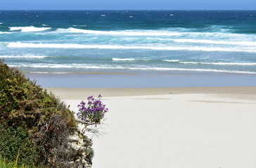 Beach with violet flowers and white sand. Wild sea with waves, sunny day. Lugo, Spain.