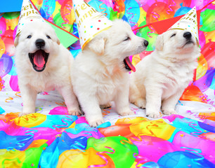funny birthday cute dog puppies