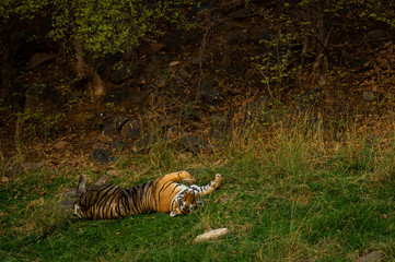 Naklejka na ściany i meble On a beautiful evening and in a cold breeze A royal bengal male tiger with different yoga postures and expressions on a green grass at ranthambore national park, india