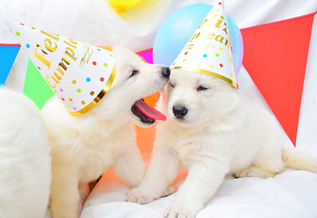 funny birthday cute dog puppies