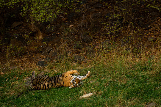 On a beautiful evening and in a cold breeze A royal bengal male tiger with different yoga postures and expressions on a green grass at ranthambore national park, india