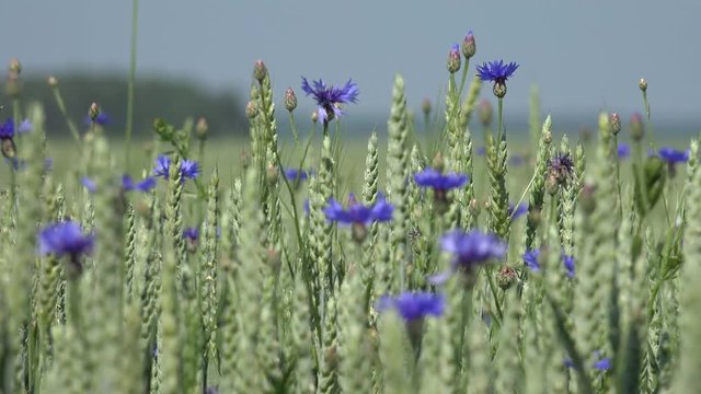 Cereals and Cornflower or Bachelor's Button