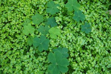 Kleeblatt Kleeblätter grüne Wiese, Glück - Hintergrund - Pflanzen - plants - textur