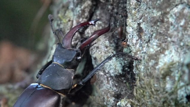 Hirschk&auml;fer M&auml;nnchen