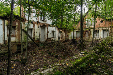 interior of an abandoned house. Trees growing inside, windows an