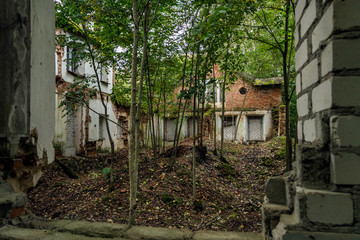 Fototapeta na wymiar interior of an abandoned house. Trees growing inside, windows an