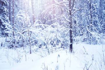 Fototapeta premium Winter background of snow and frost with free space for your decoration.