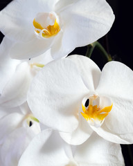 Beautiful white orchid flowers with plant base on a black backgr