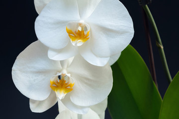 Beautiful white orchid flowers with plant base on a black backgr