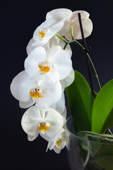 Fototapeta na wymiar Beautiful white orchid flowers with plant base on a black backgr