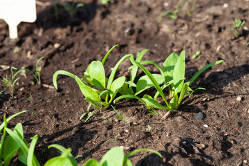 Spinach grows in the garden in the garden. First spring harvest. Selection focus. Shallow depth of field