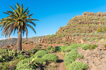 Fototapeta na wymiar Landscape with hiking trail in the hill country of the island of La Gomera. On the way down from El Cercado through the Argaga ravine direction Valle Gran Rey