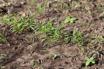 Dill grows in the garden in the garden. First spring harvest. Selection focus. Shallow depth of field