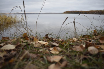 grass on the shore of lake