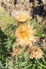 Natural fibres of a thistle head close-up in the hill country of the island of La Gomera. On the way down from El Cercado through the Argaga ravine direction Valle Gran Rey