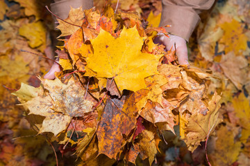 Young man holding yellow maple leaf against a background of autu