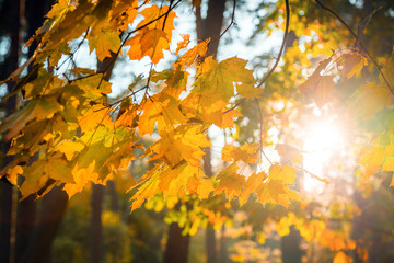 Warm autumn scenery in a forest, with the sun casting beautiful