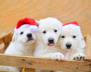 cute little dog puppies christmas background