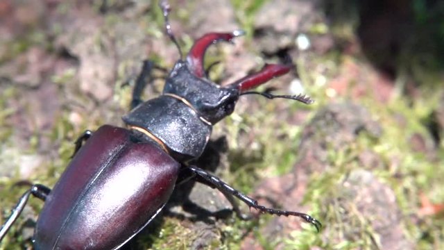 Hirschk&auml;fer M&auml;nnchen