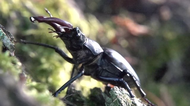 Hirschk&auml;fer M&auml;nnchen