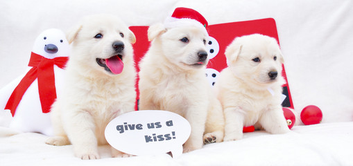 cute little white dog puppies christmas background