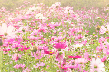 beautiful pink cosmos flower garden