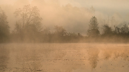 Silhouettes of trees on a misty foggy morning on the lake shore