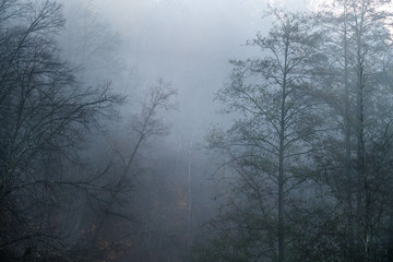 Spooky silhouettes of trees with no leafs on foggy and cold autu