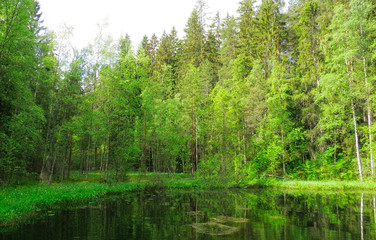 pond at summer